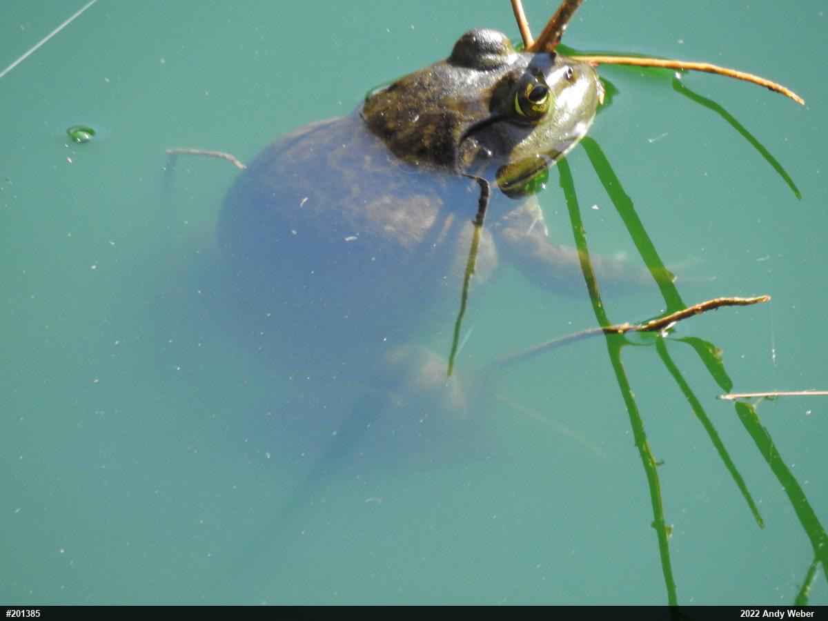 American Bullfrog