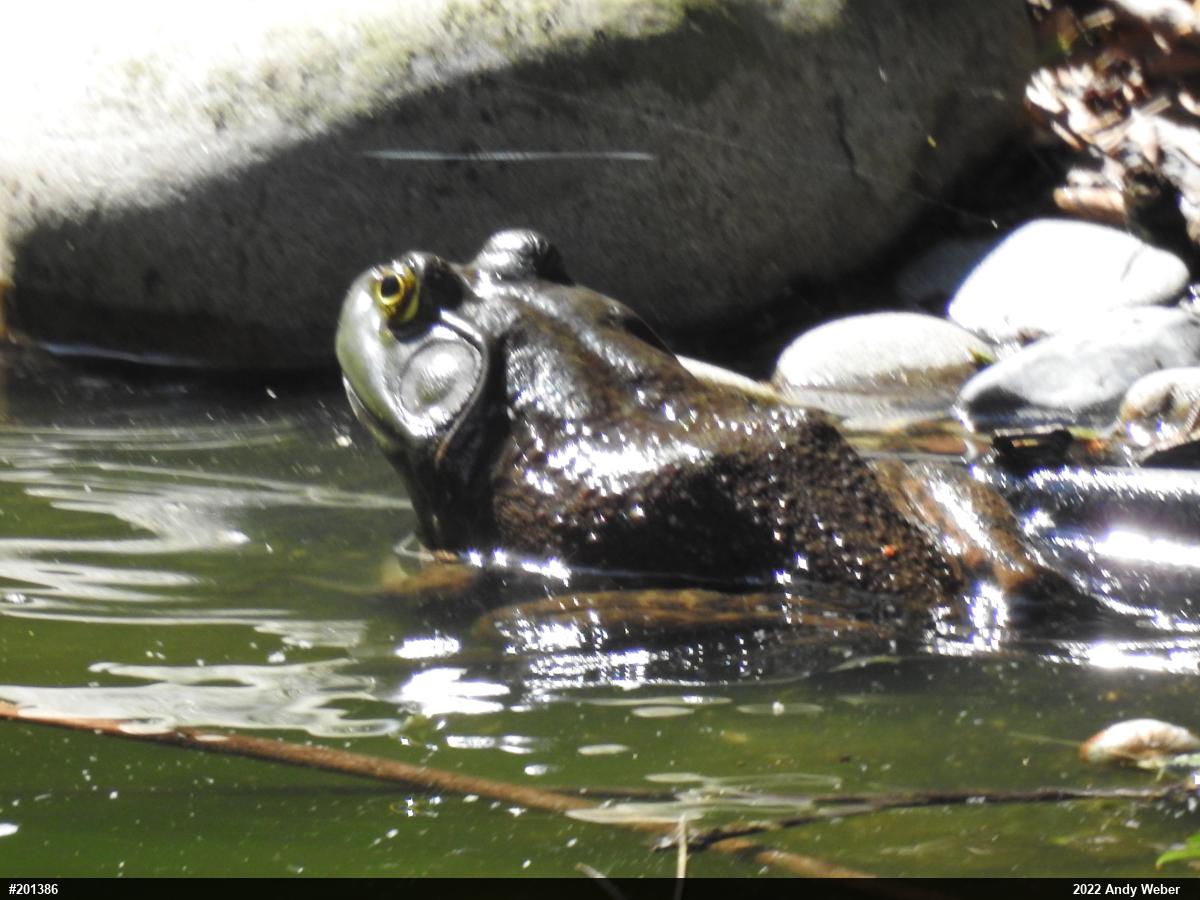 American Bullfrog