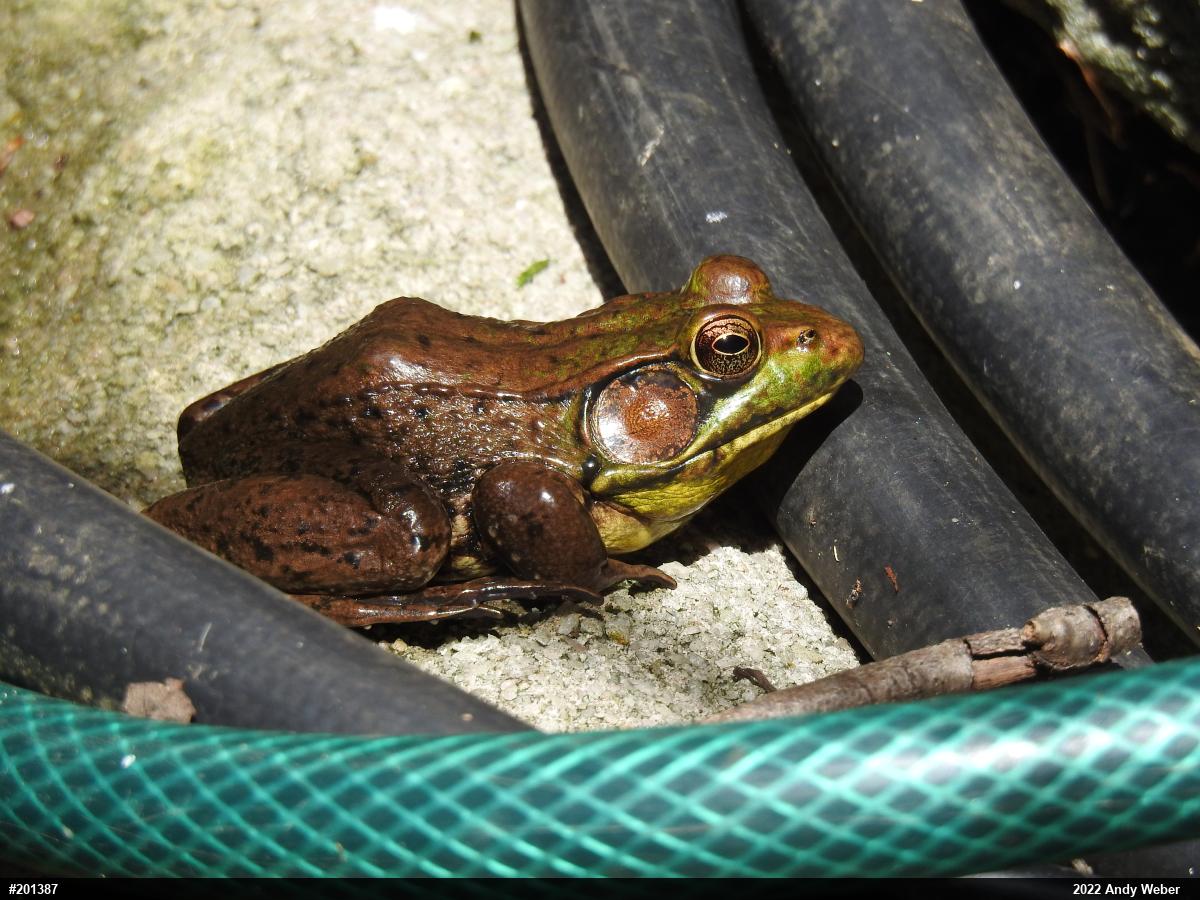 Green Frog