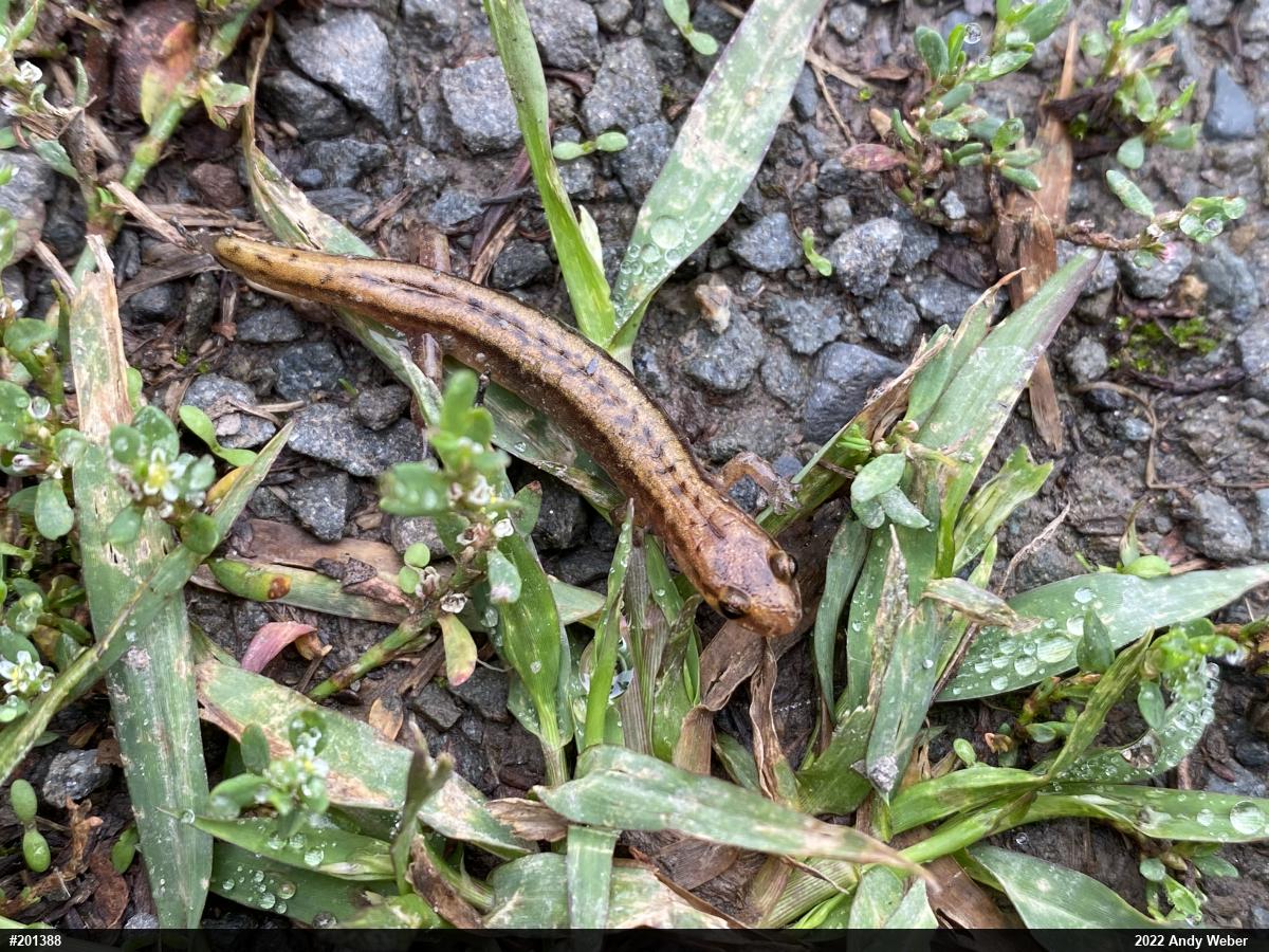 Allegheny Mountain Dusky Salamander