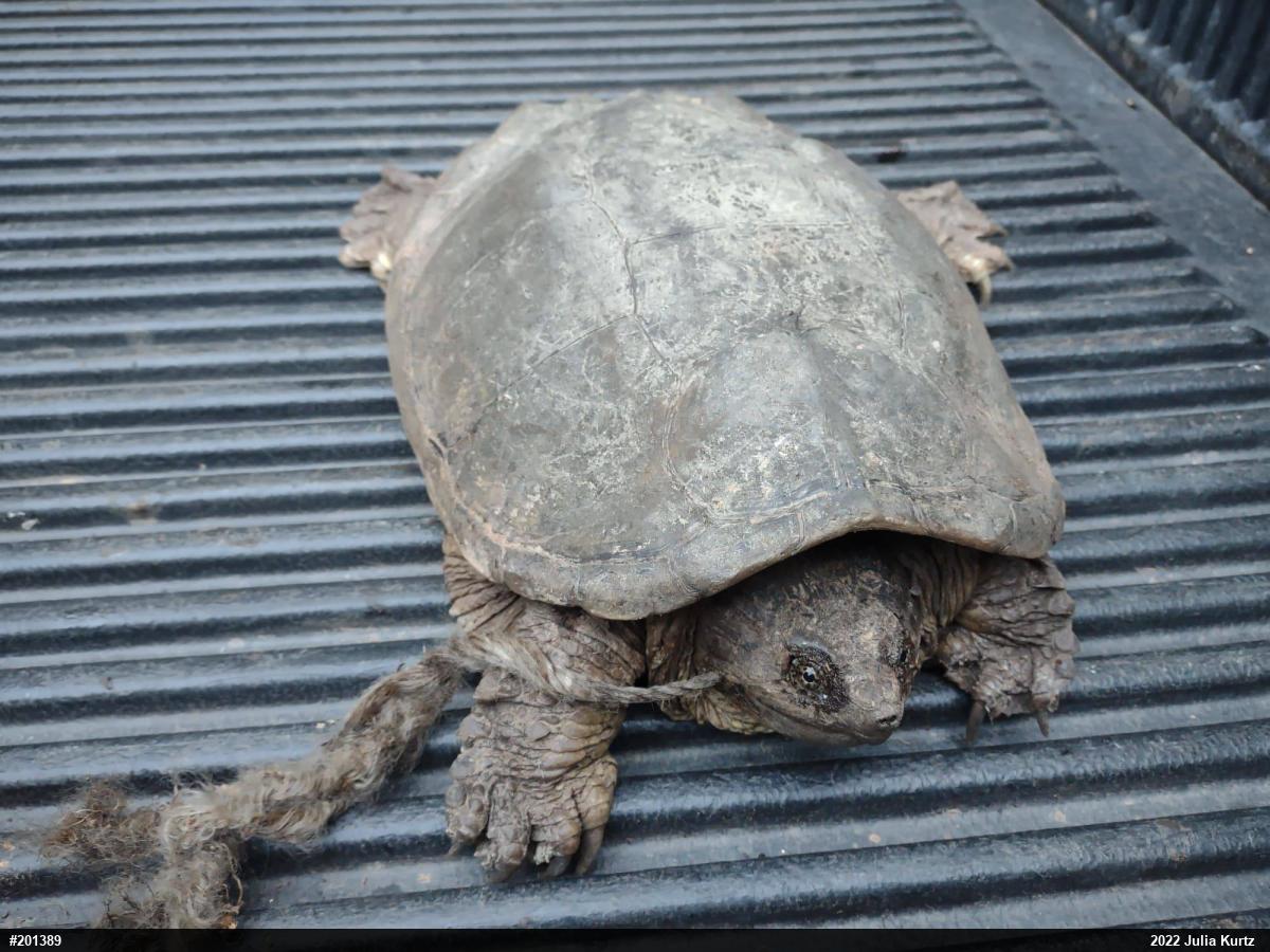 Snapping Turtle
