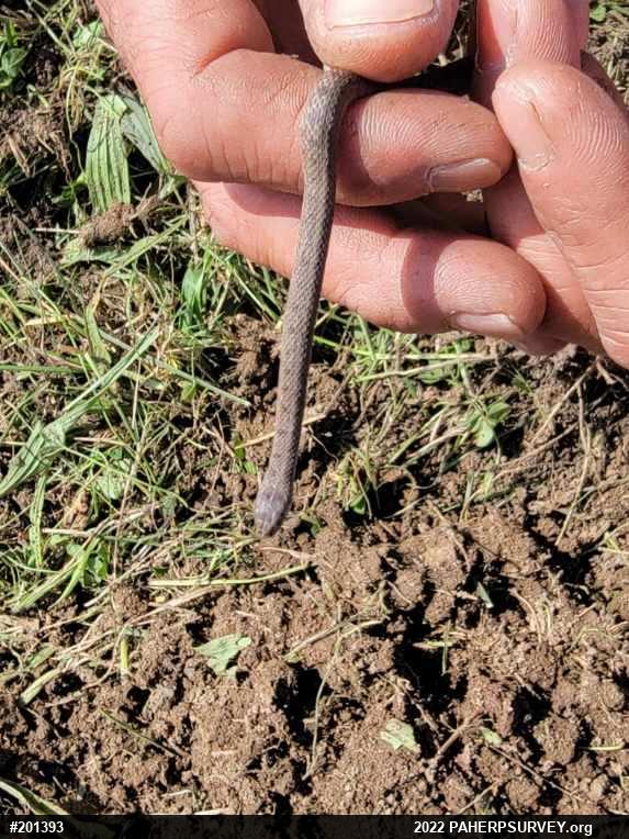 Dekay's Brownsnake