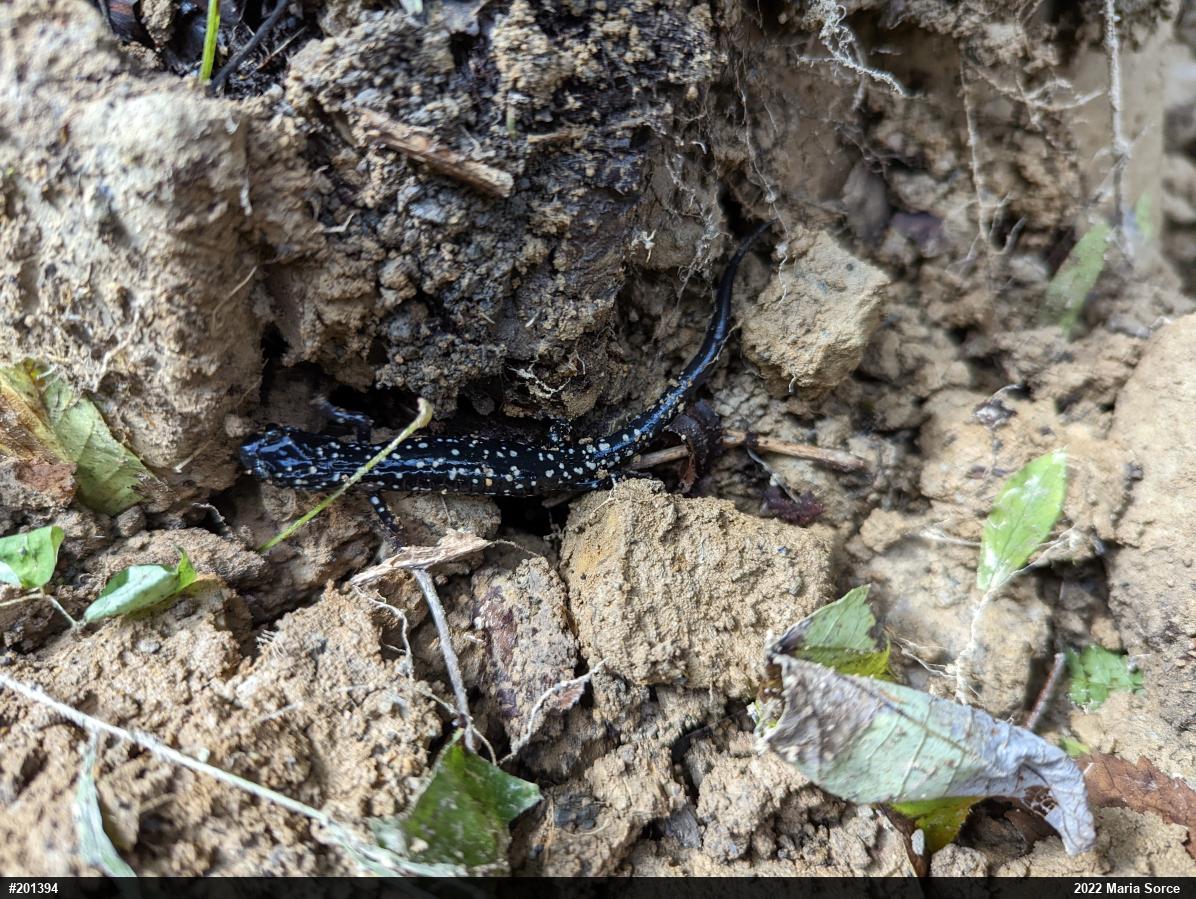 Northern Slimy Salamander