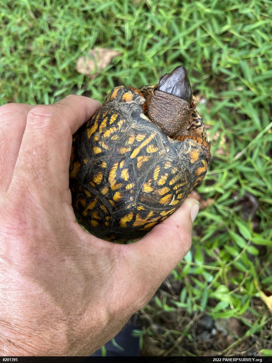 Eastern Box Turtle