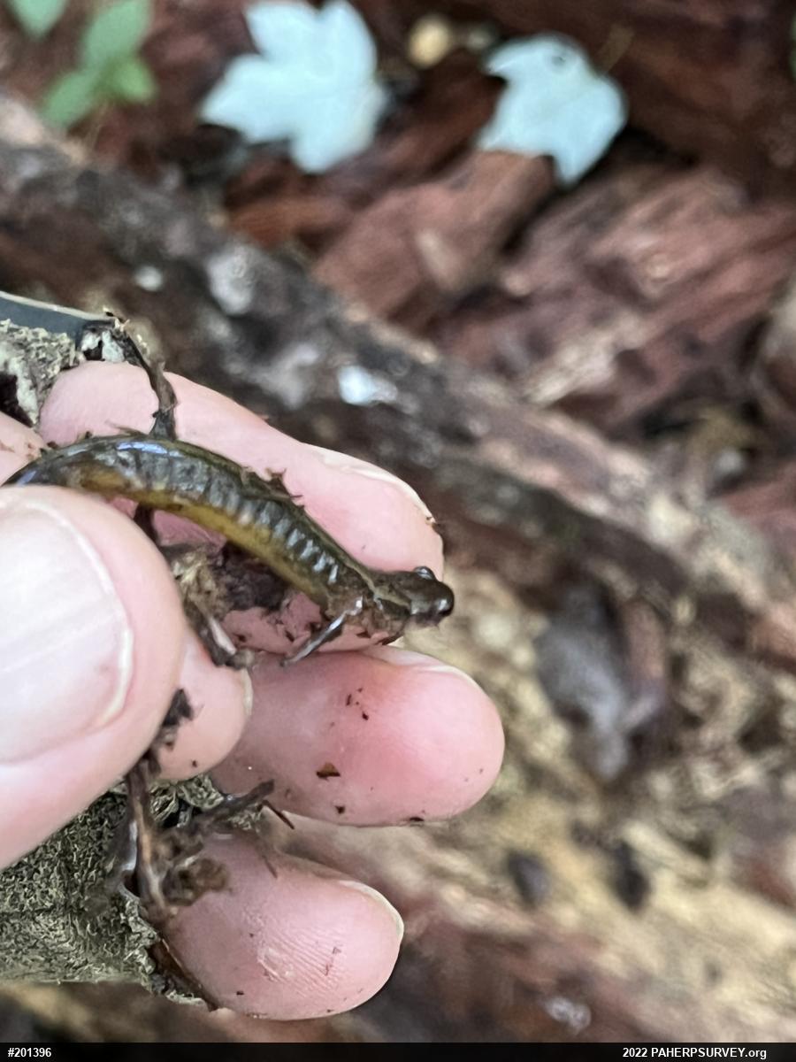 Northern Two-lined Salamander