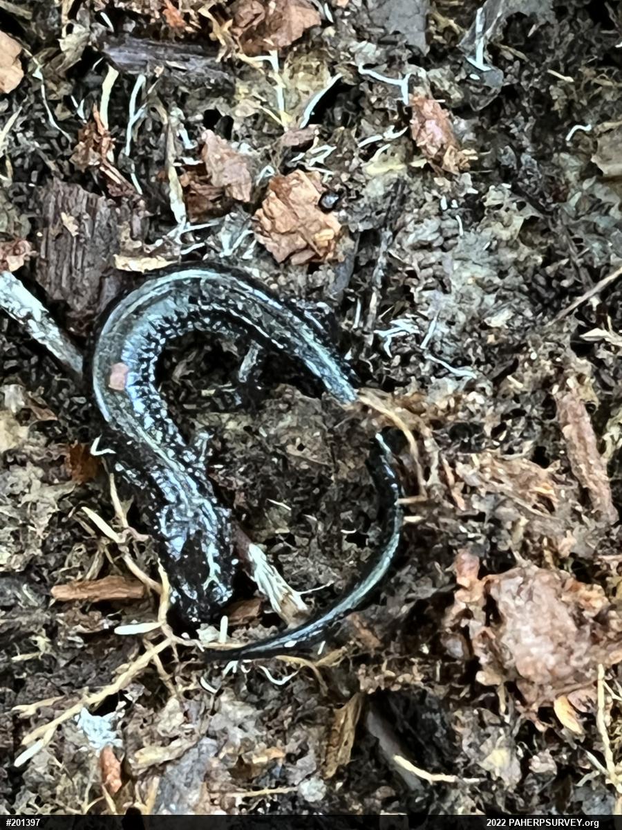 Northern Dusky Salamander