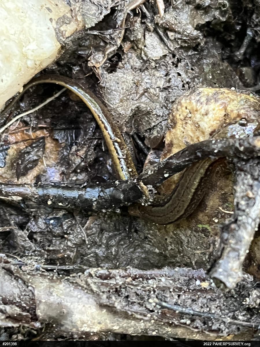 Northern Two-lined Salamander