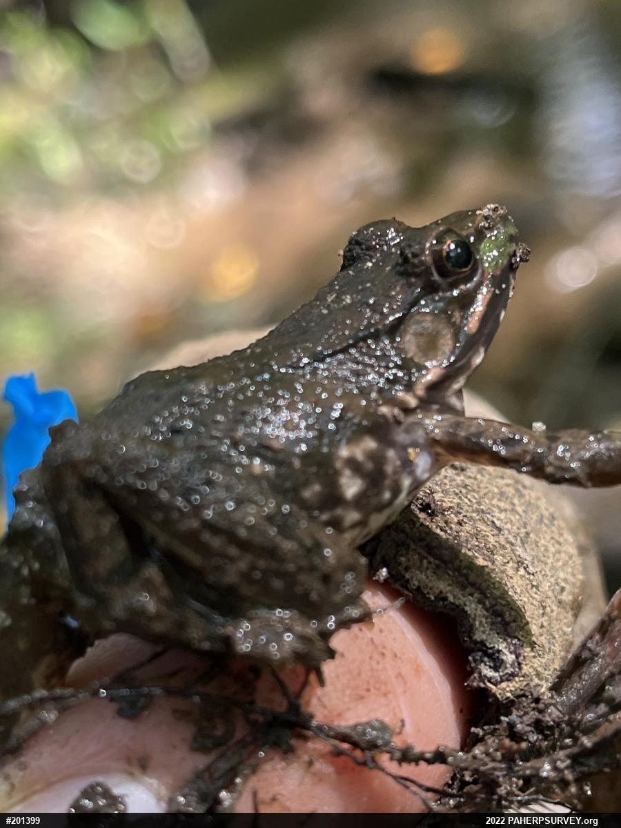 Green Frog