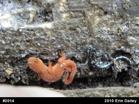 Northern Slimy Salamander
