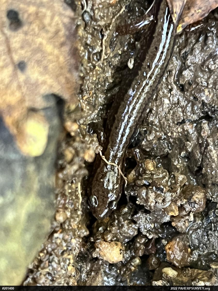 Northern Two-lined Salamander