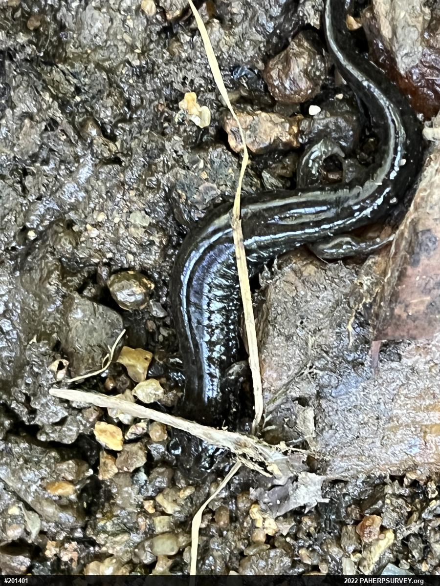 Northern Dusky Salamander