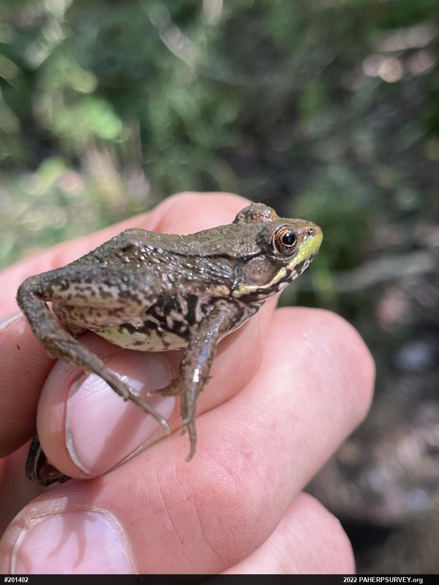 Green Frog