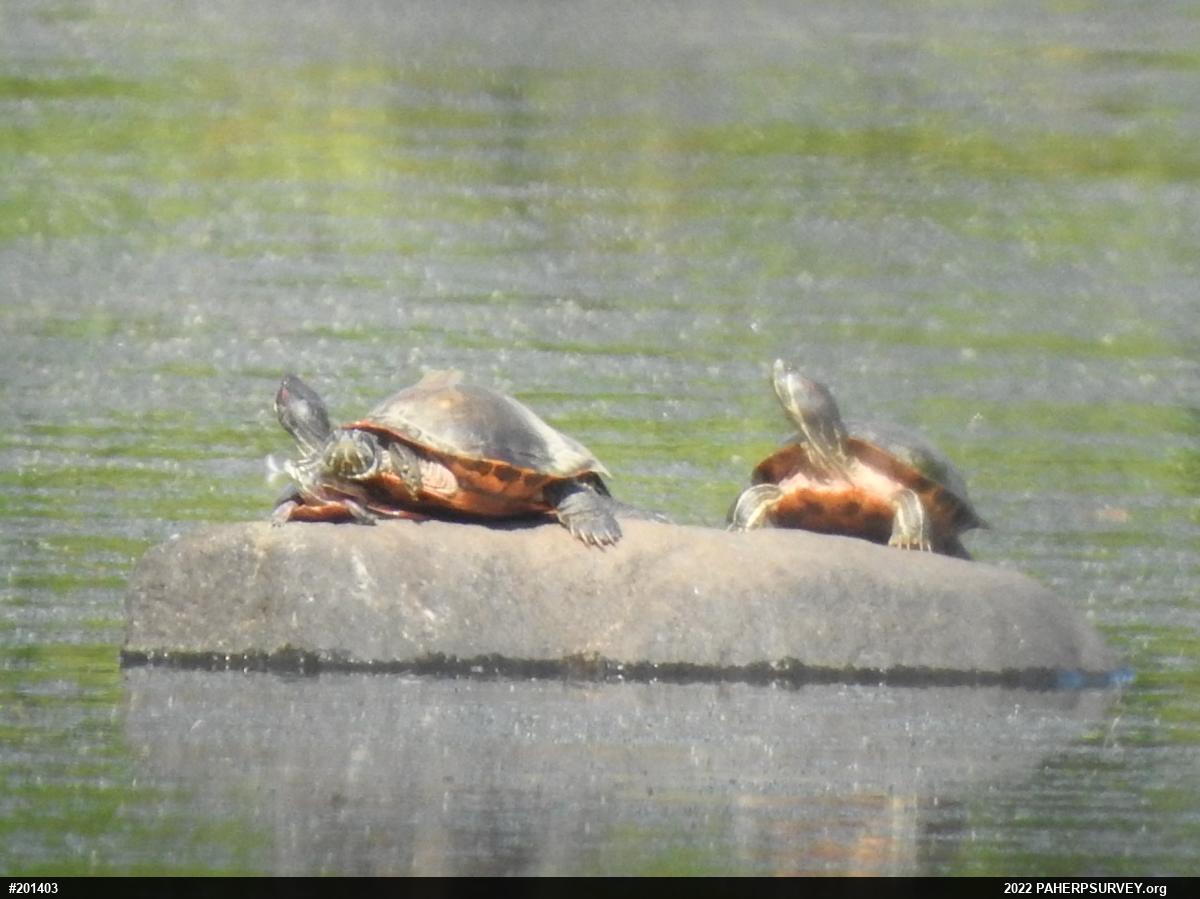 Red-eared Slider