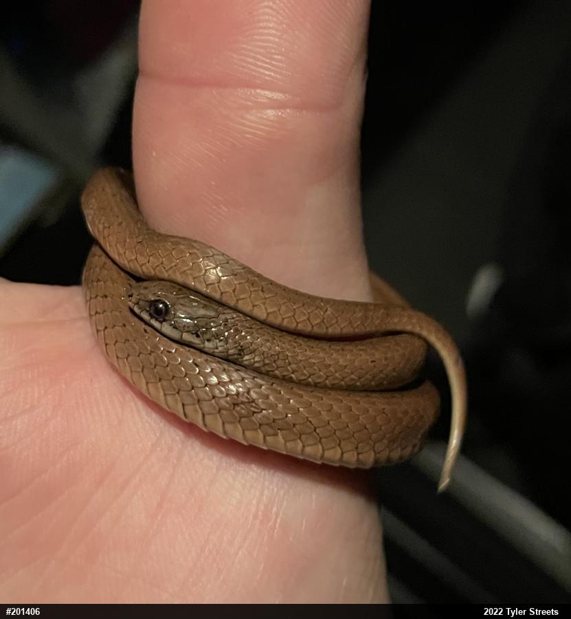 Mountain Earthsnake