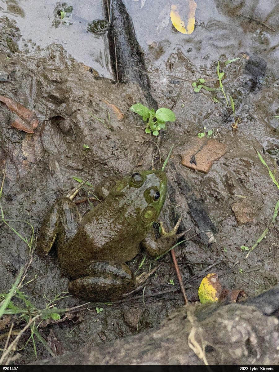 American Bullfrog