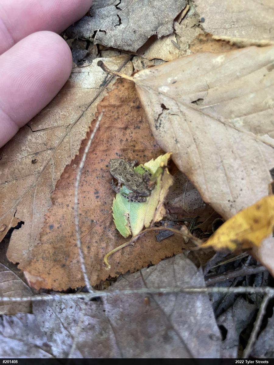 Eastern American Toad