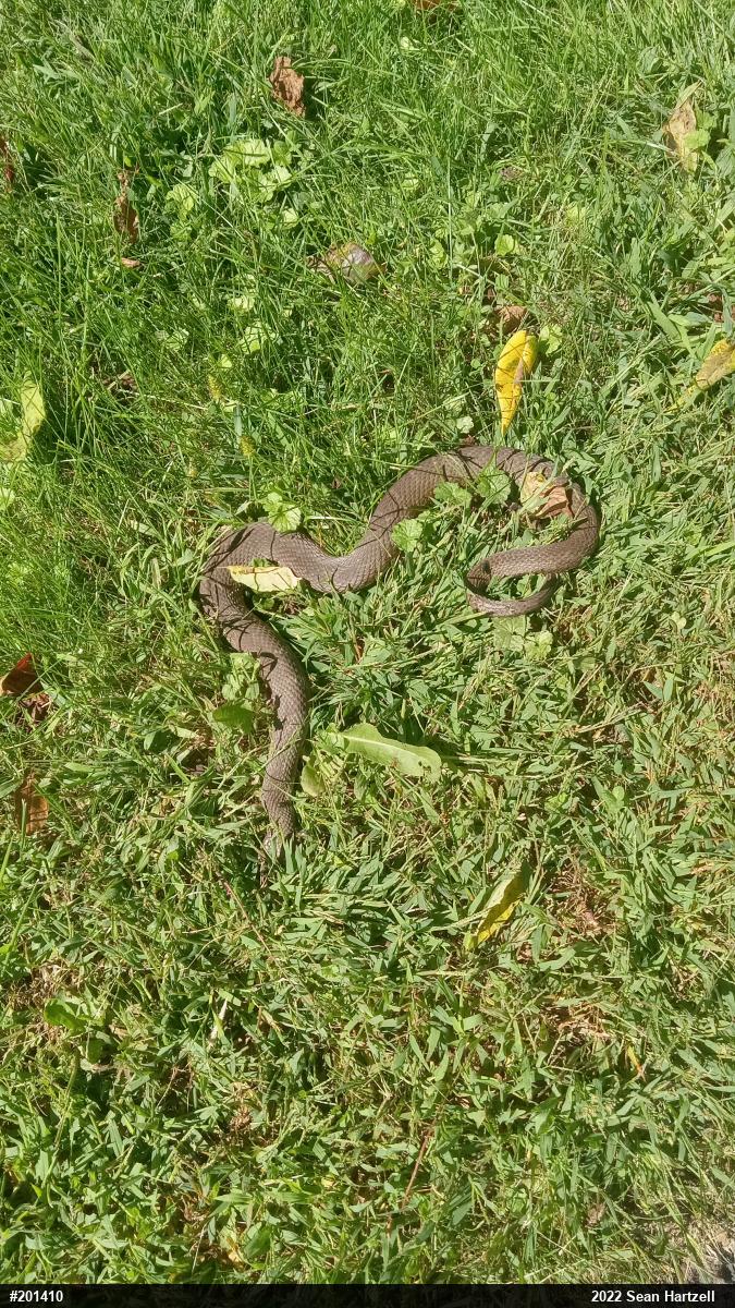 Northern Watersnake