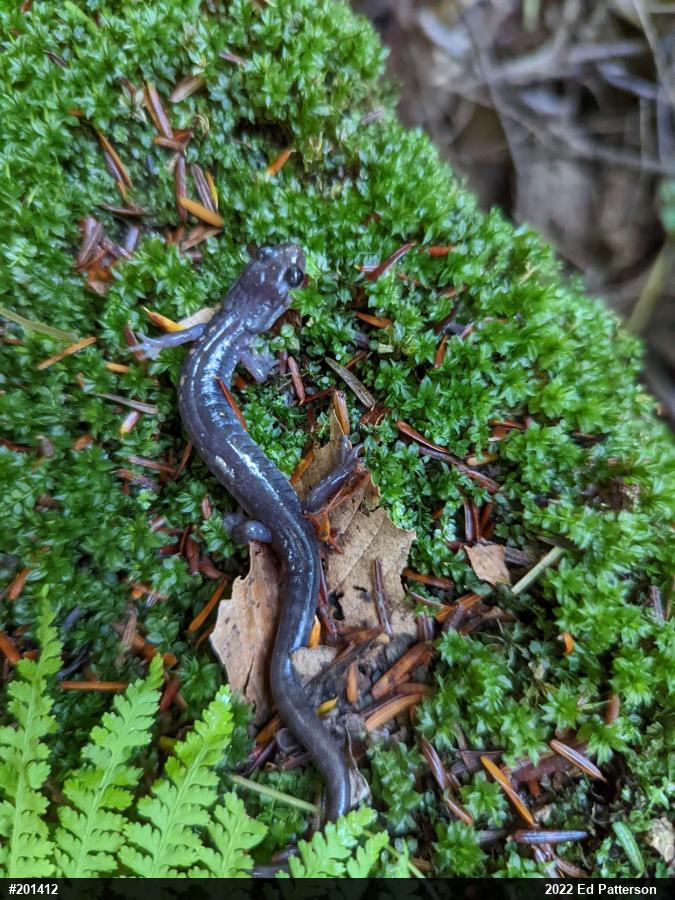 Wehrle's Salamander