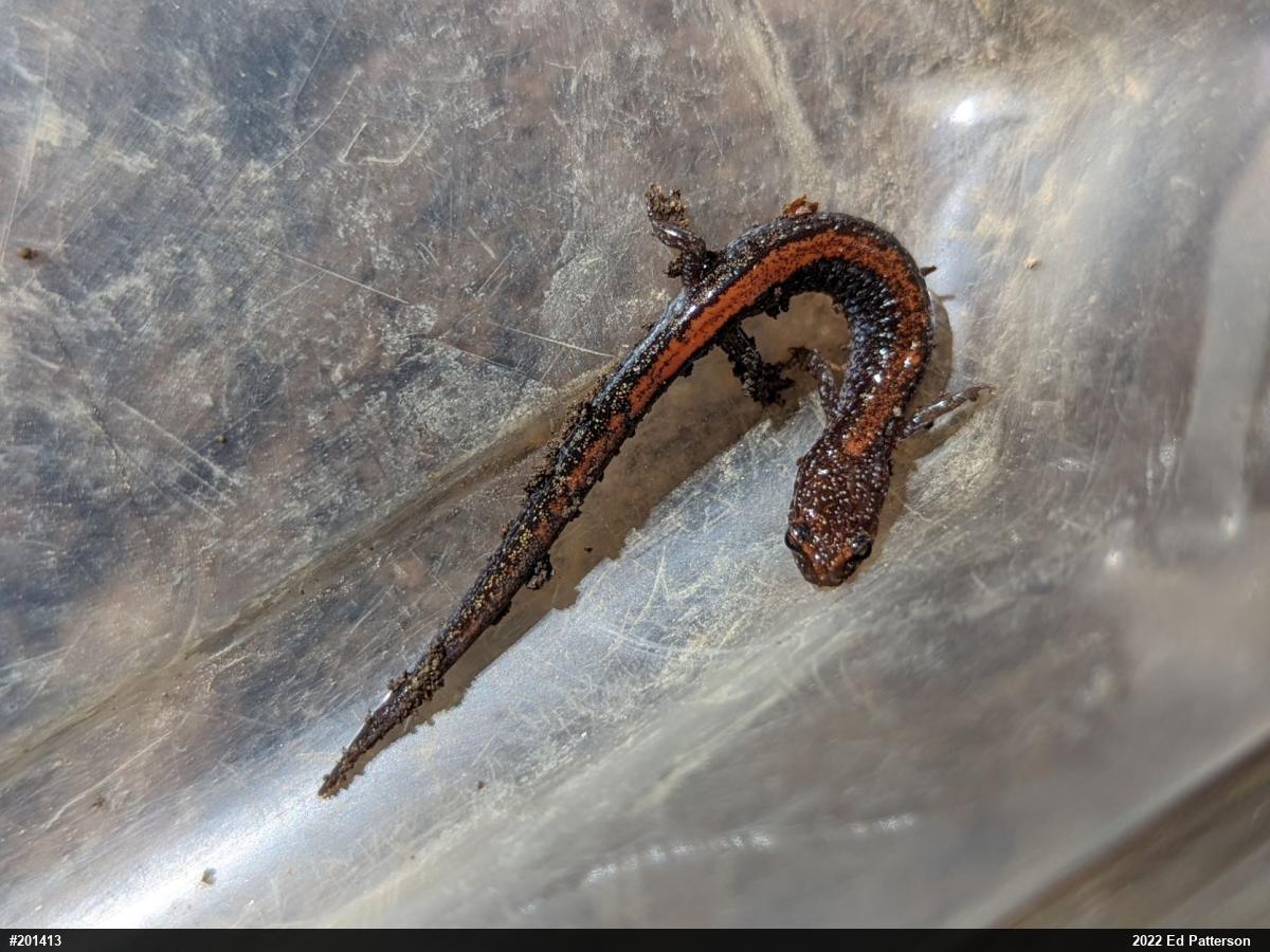 Eastern Red-backed  Salamander