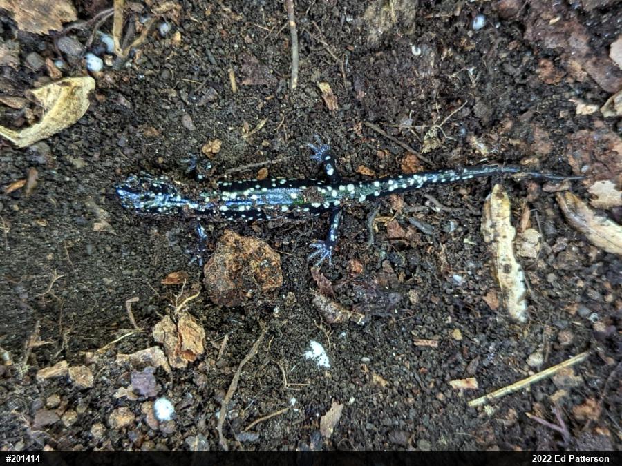 Northern Slimy Salamander