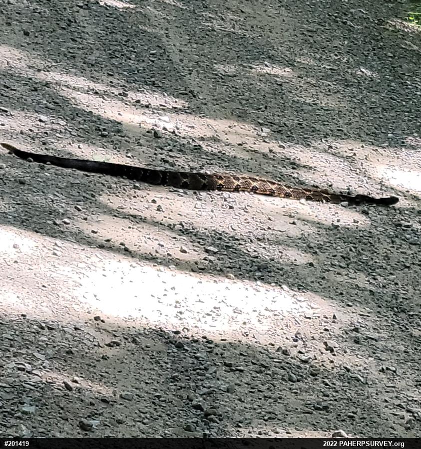 Timber Rattlesnake