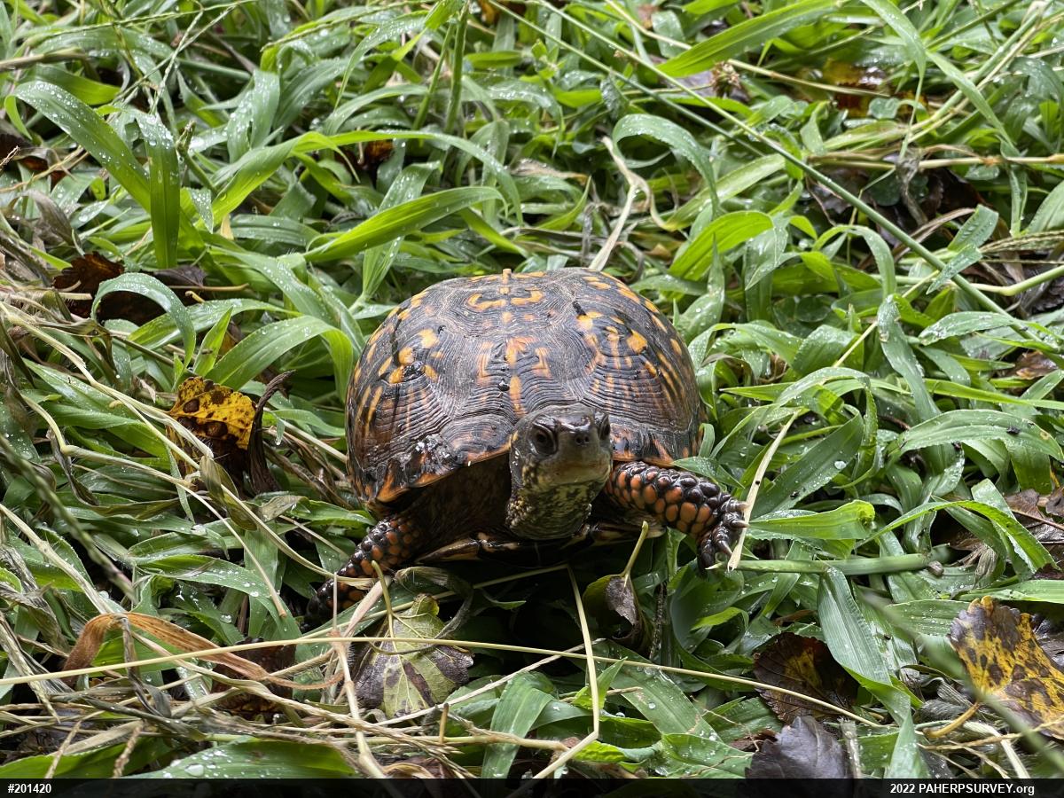 Eastern Box Turtle