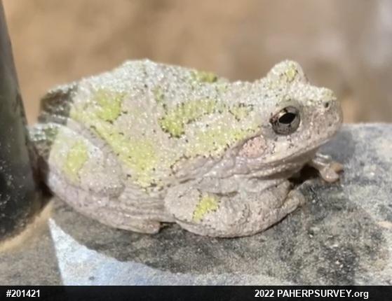 Unknown Gray Treefrog