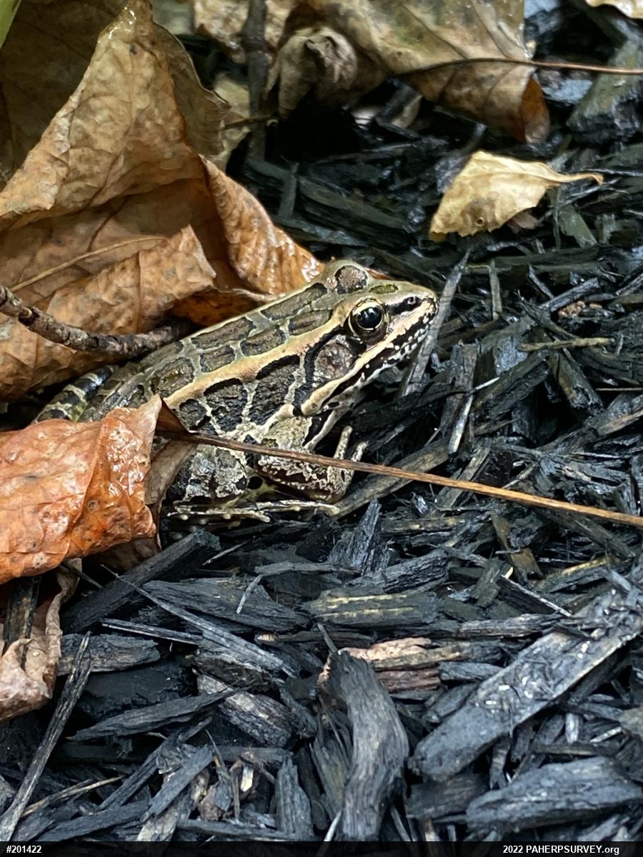 Pickerel Frog