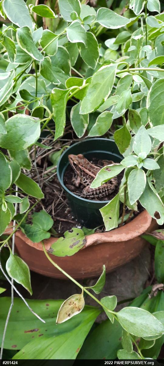 Pickerel Frog