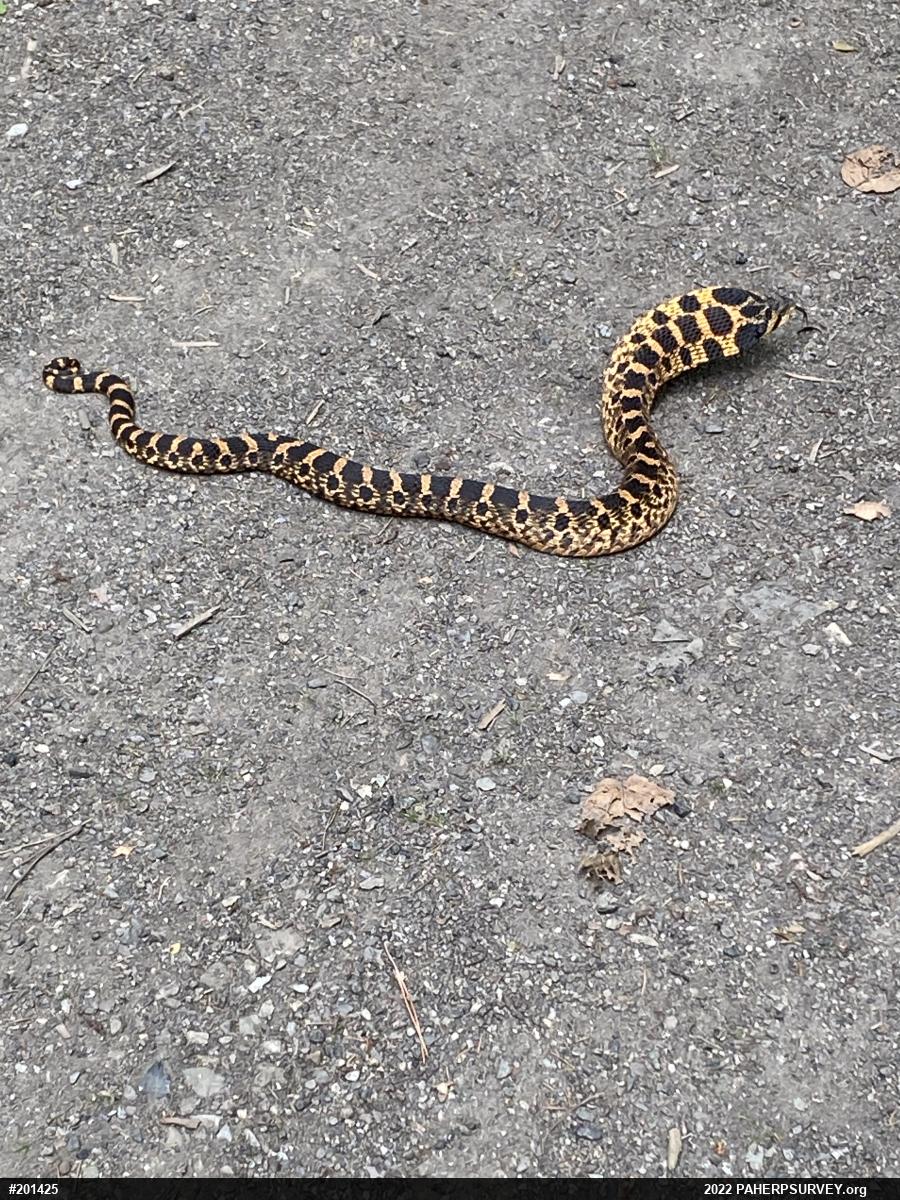 Eastern Hog-nosed Snake