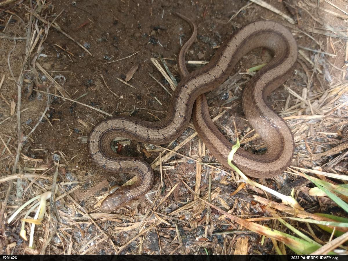 Dekay's Brownsnake