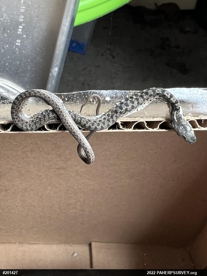 Eastern Gartersnake