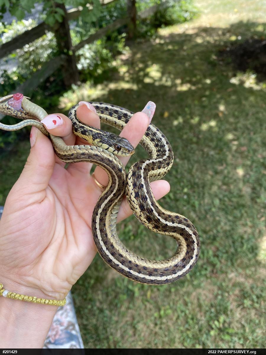 Eastern Gartersnake