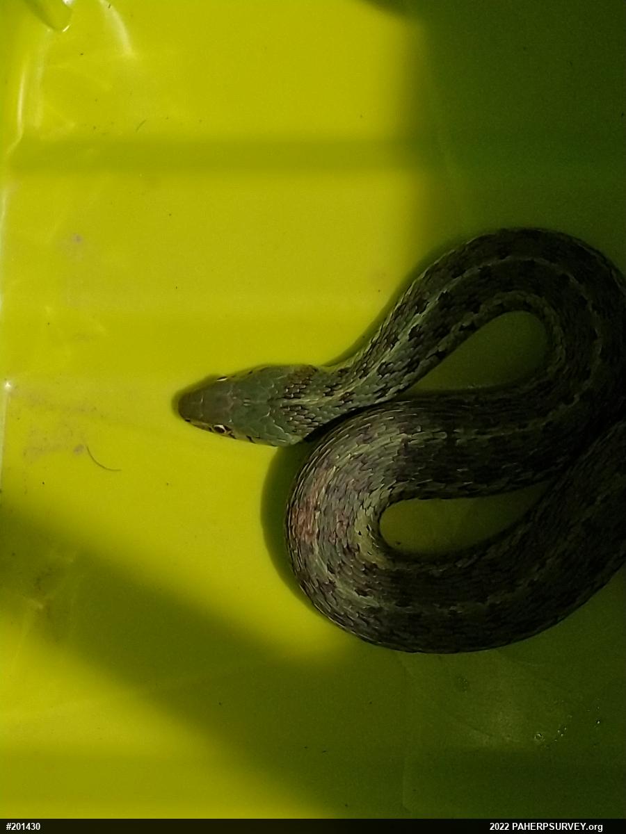 Eastern Gartersnake