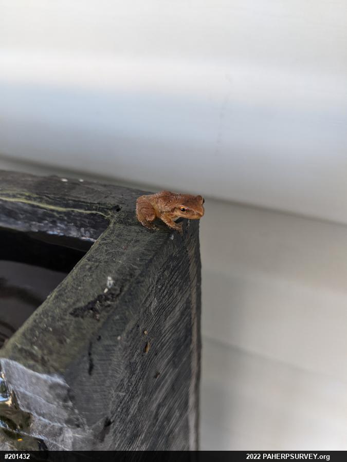 Spring Peeper