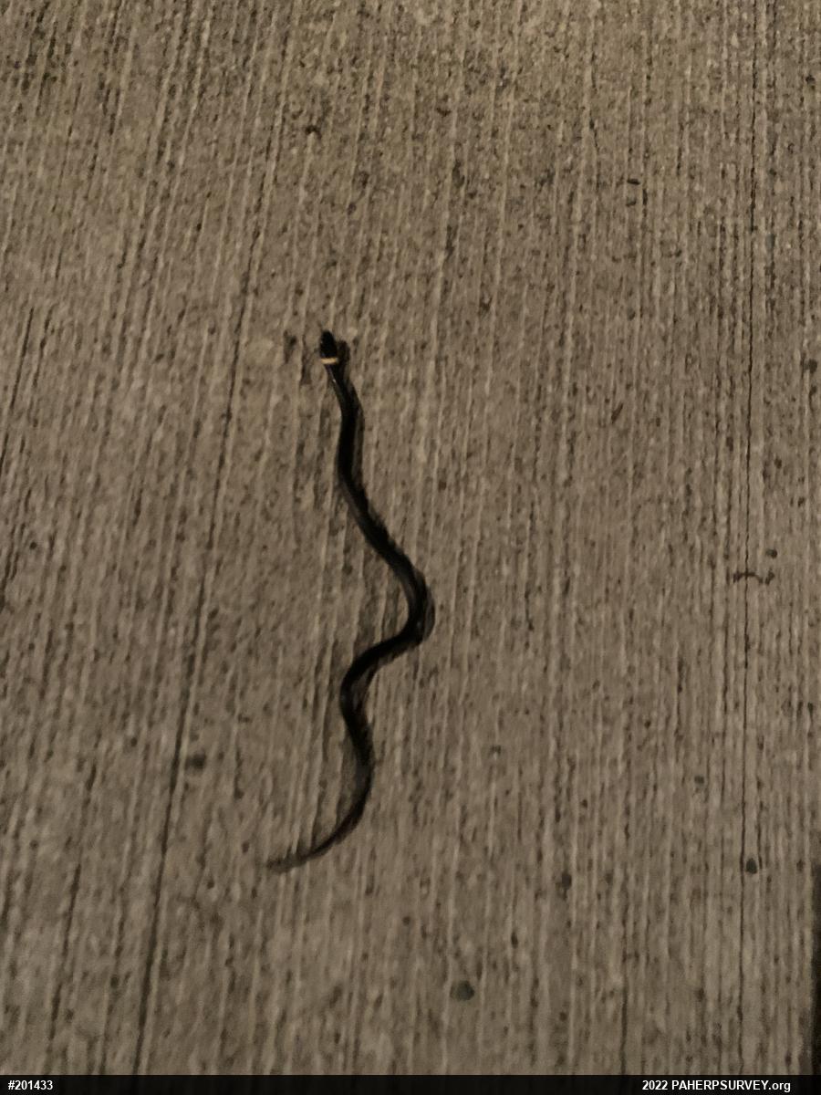 Northern Ring-necked Snake