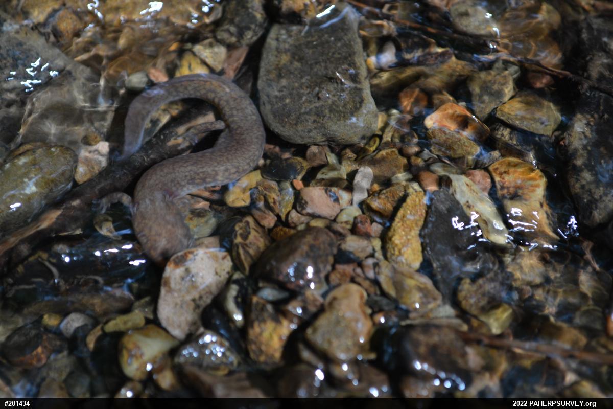 Northern Spring Salamander