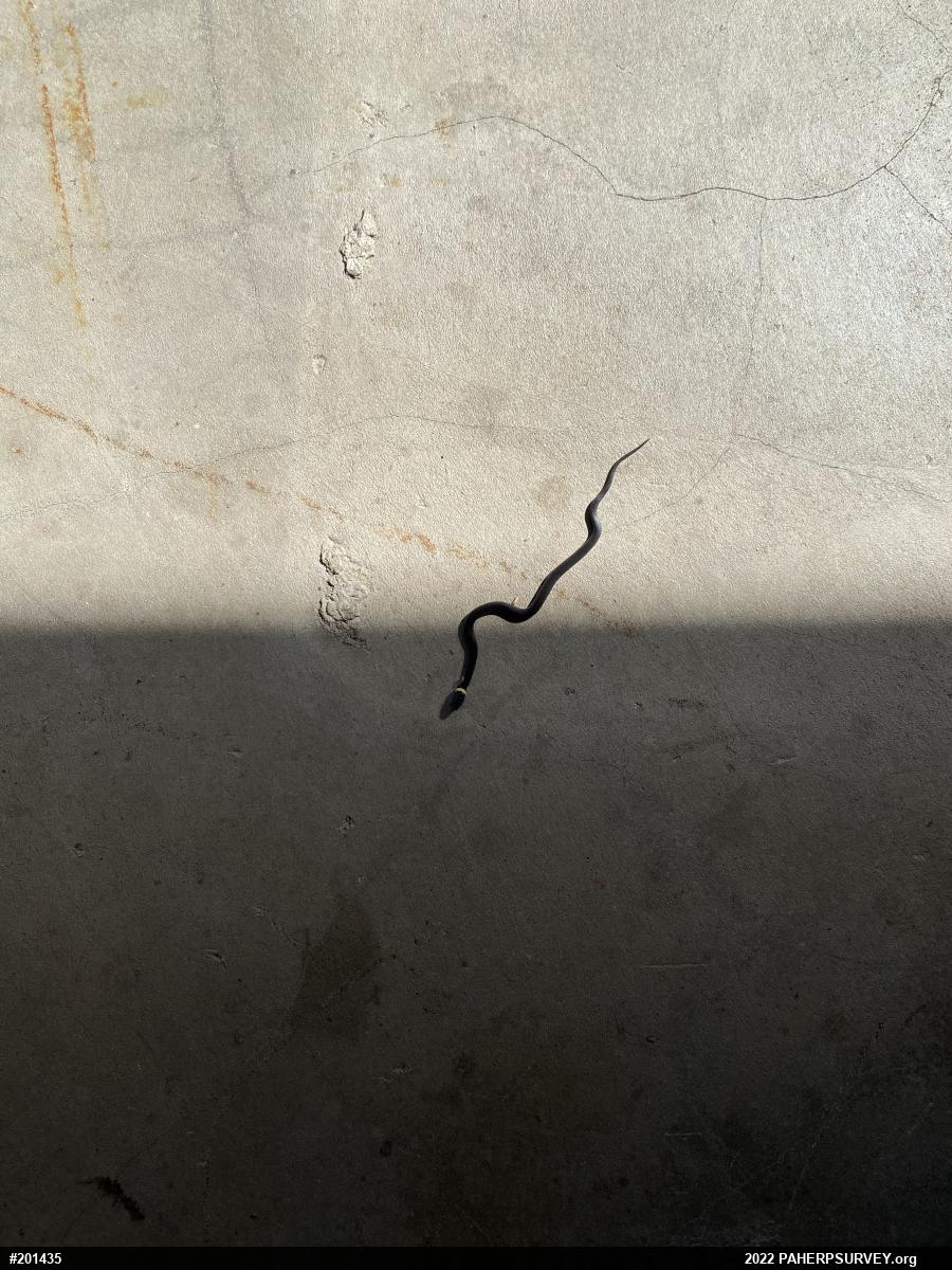 Northern Ring-necked Snake