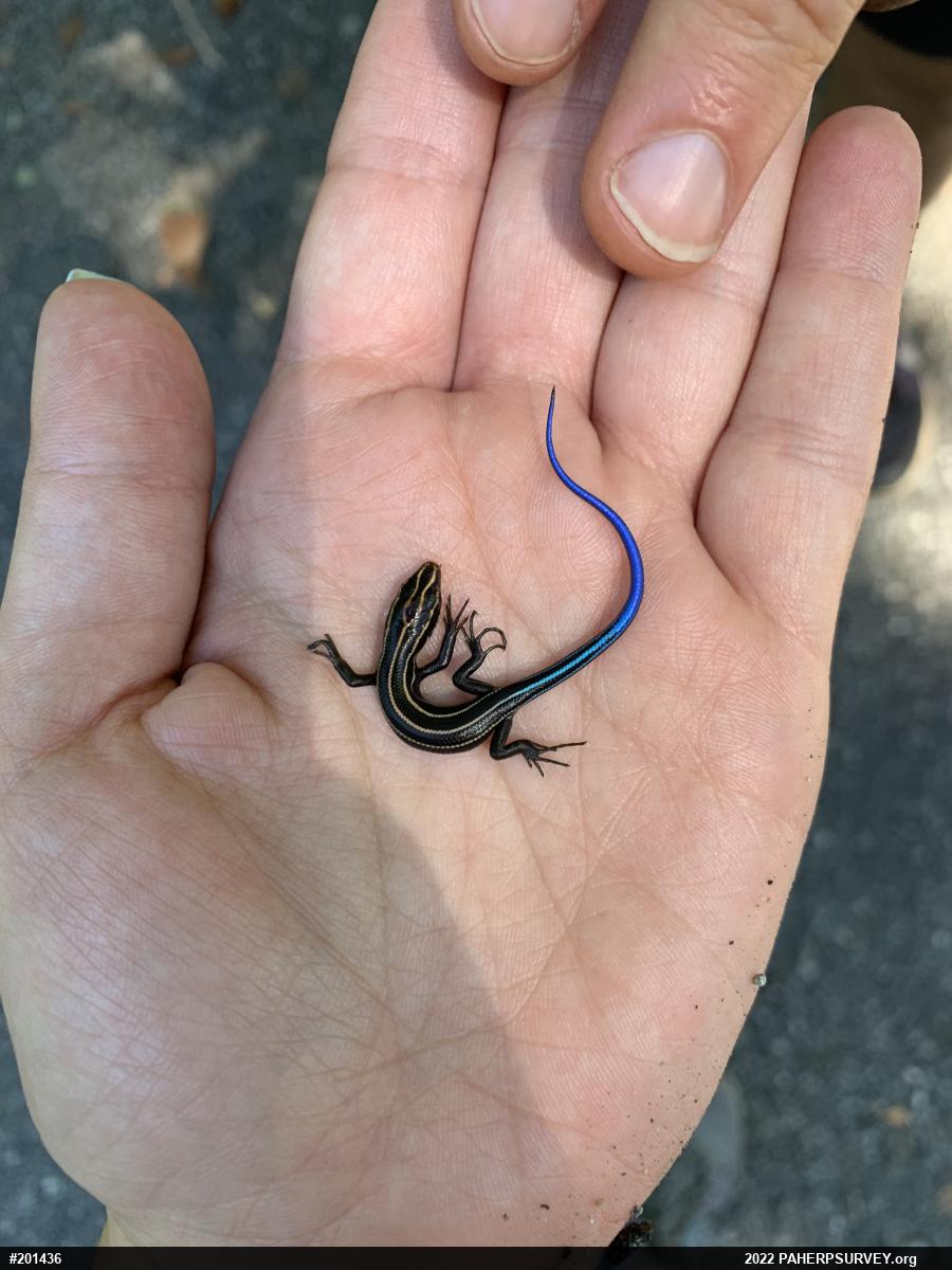 Common Five-lined Skink