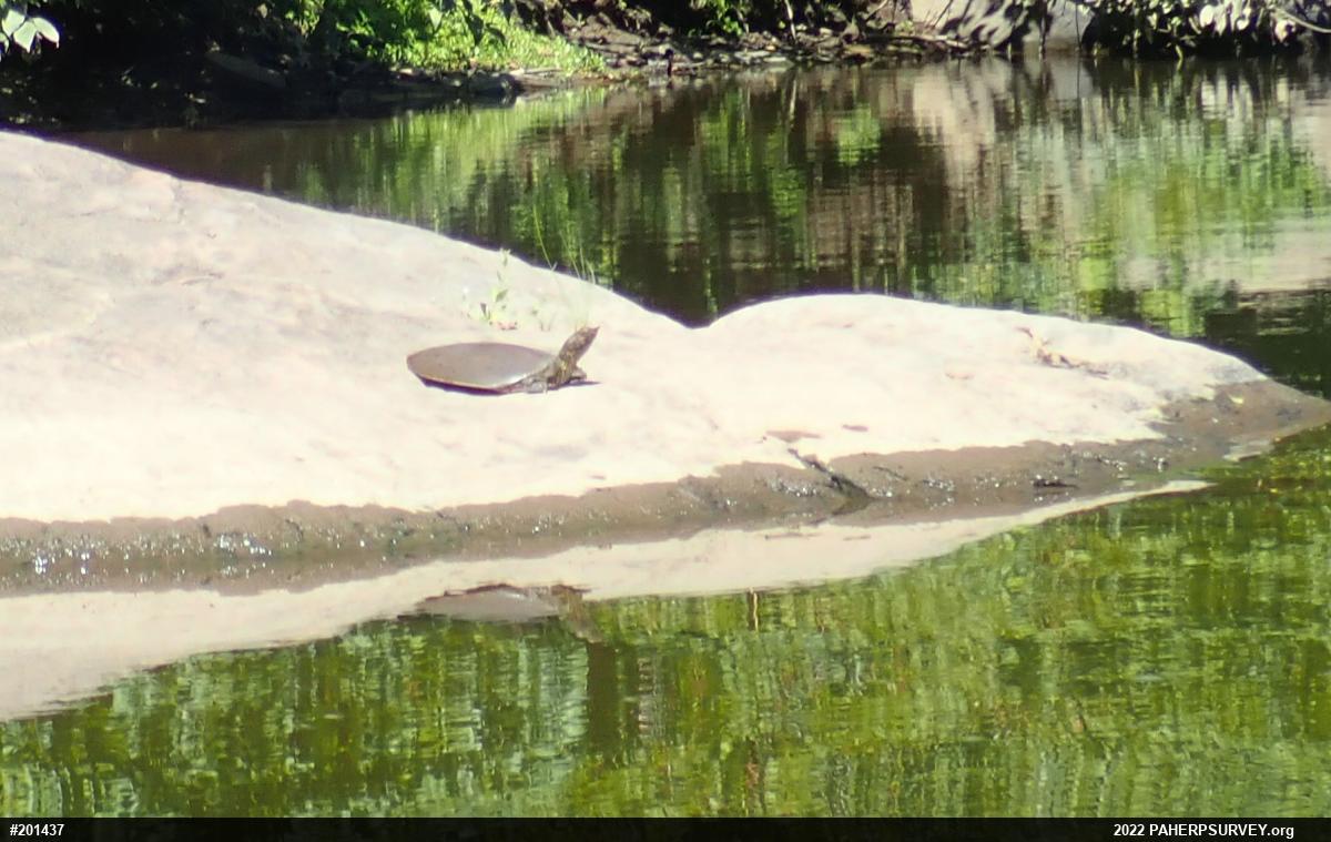 Eastern Spiny Softshell