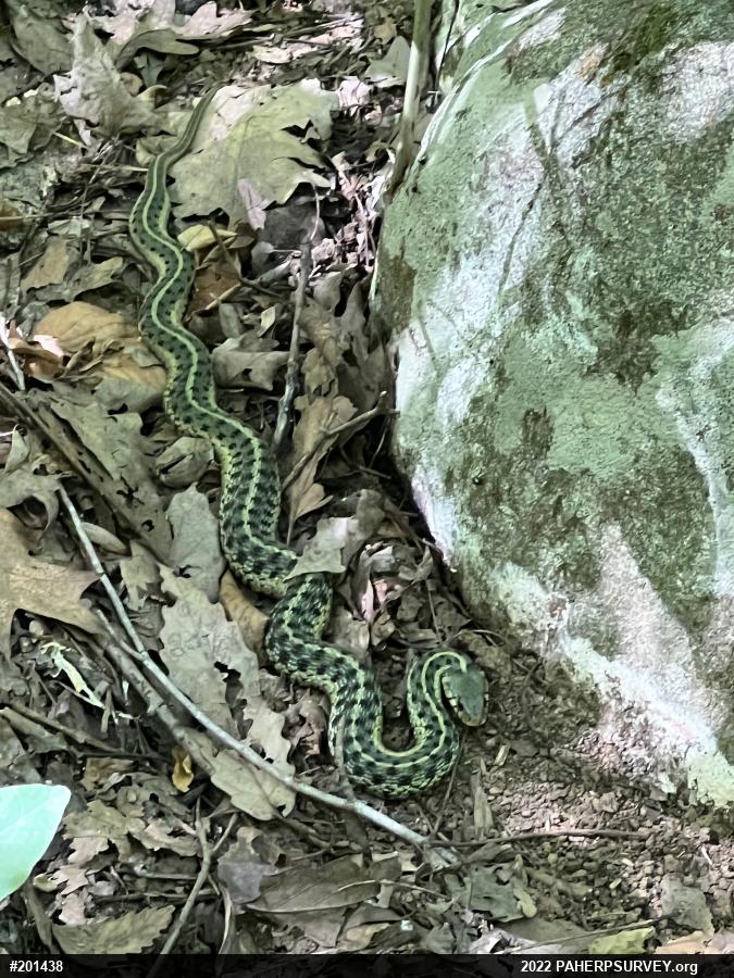 Eastern Gartersnake