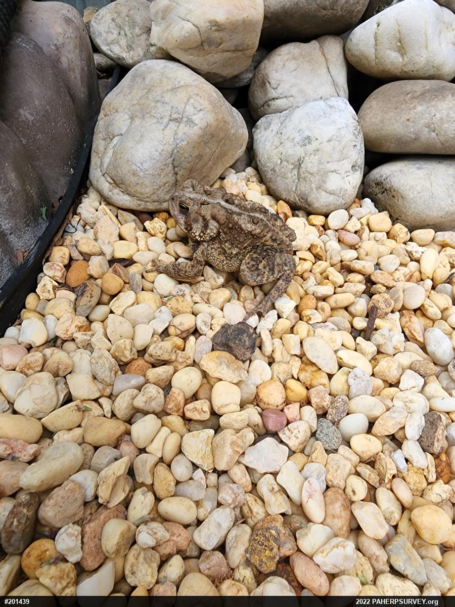 Eastern American Toad