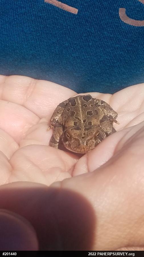 Fowler's Toad