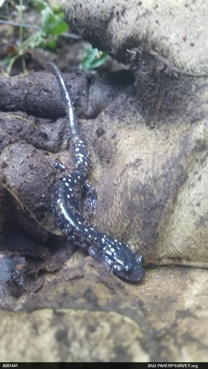 Northern Slimy Salamander