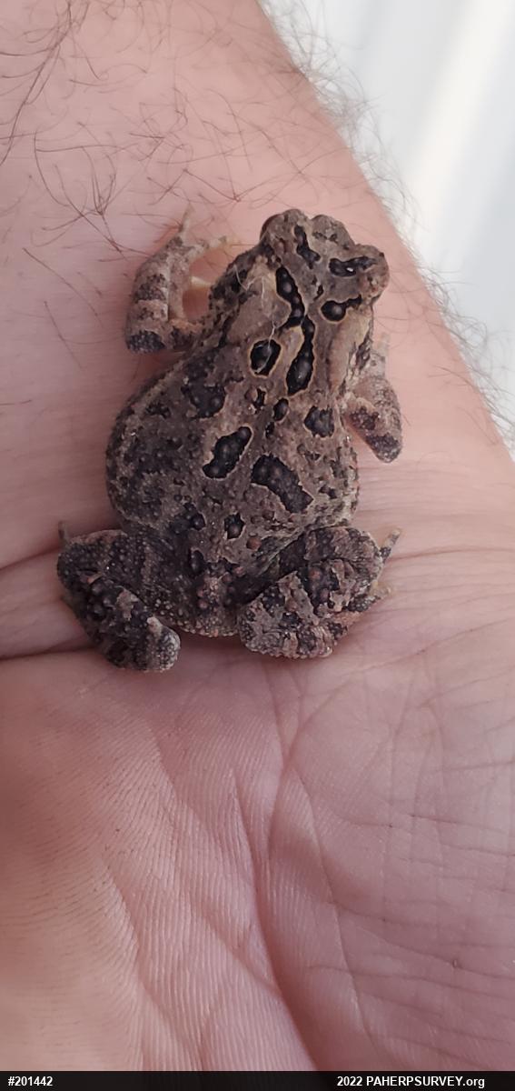 Eastern American Toad