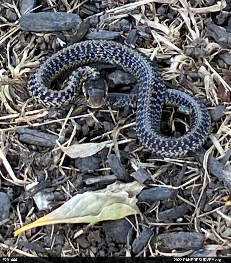 Eastern Gartersnake