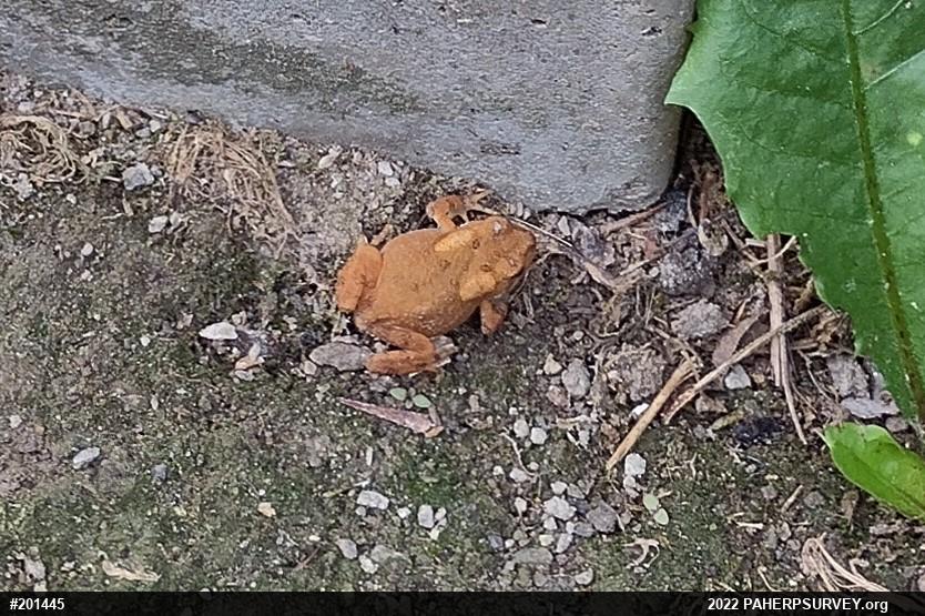 Eastern American Toad
