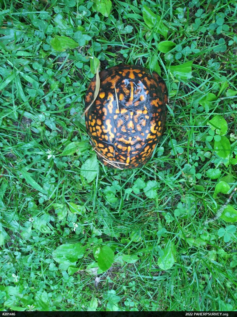 Eastern Box Turtle