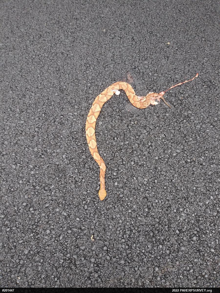 Northern Copperhead