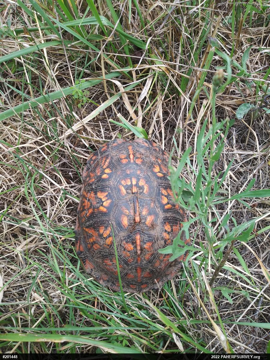 Eastern Box Turtle